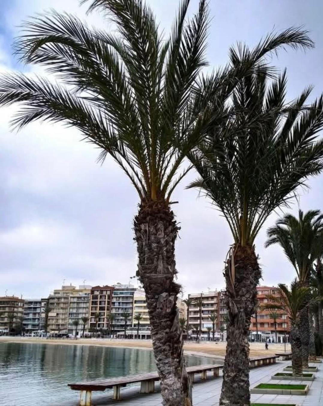 Calle De Palangre 17 Apartment Torrevieja Exterior foto